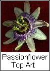 Passionflower Art